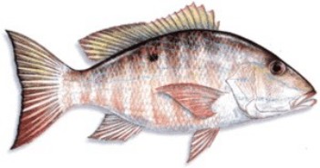 Mutton Snapper