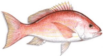 Silk Snapper