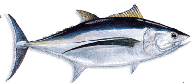 Albacore