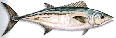 Atlantic Bonito