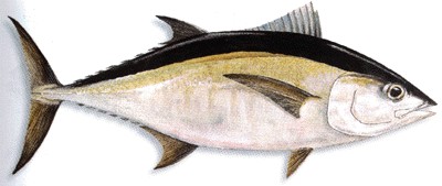 Blackfin Tuna
