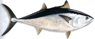 Bluefin Tuna