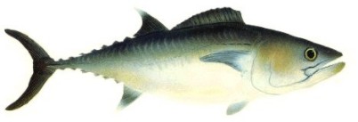 Dogtooth Tuna