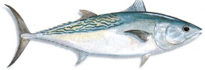 Frigate Mackerel
