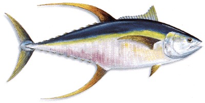Yellowfin Tuna