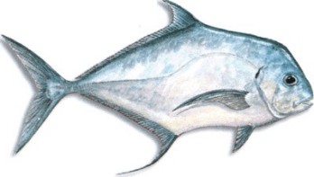 African Pompano
