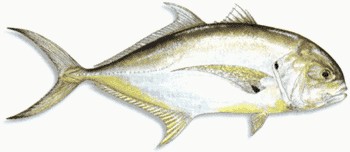 Crevalle Jack