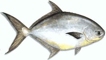 Florida Pompano