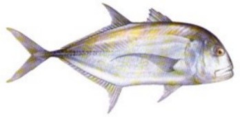 Giant Trevally