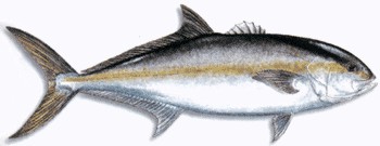 Greater Amberjack