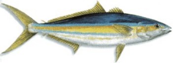 Rainbow Runner