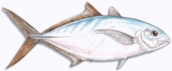 Yellow Jack