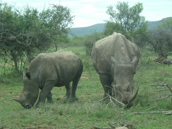 Rhinos up close