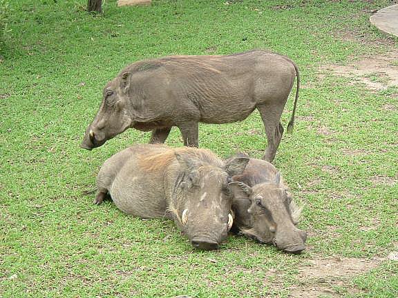 Warthogs visiting us at the camp