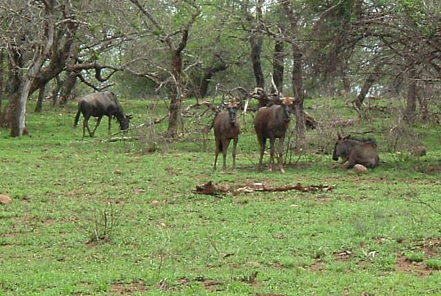 Wildebeest