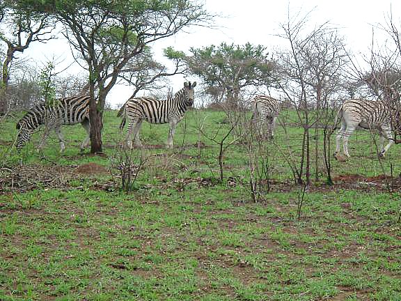 zebra1