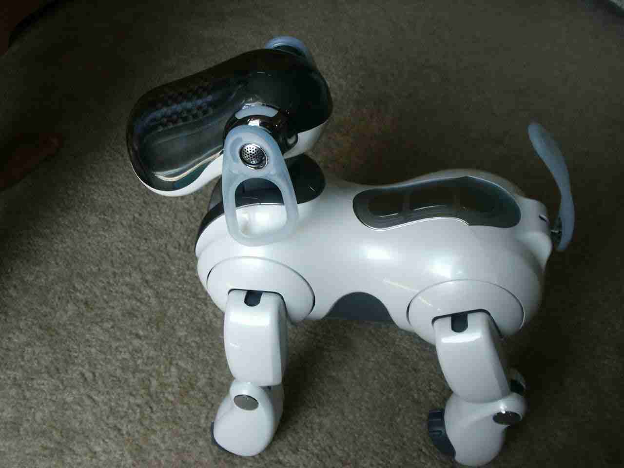 Tammy the Aibo