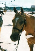 Melb. Summer Royal 2/1/99