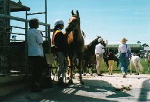 Melb. Summer Royal 2/1/99
