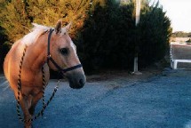 Free At Home