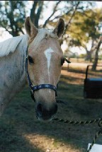 Clipped At A Oaklands Pony Club Rally