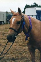 Gisborne Show 19/3/00