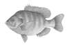 Bluegill
