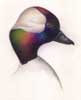 Bufflehead