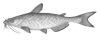 Channel Catfish