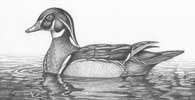 Wood Duck Drake