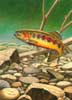 Golden Trout