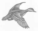 Green Winged Teal Hen