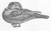 Wood Duck Hen Study