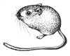 Morro Bay Kangaroo Rat