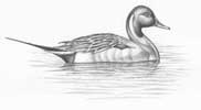 Pintail