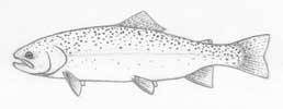 Rainbow Trout