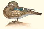 Wood Duck Hen
