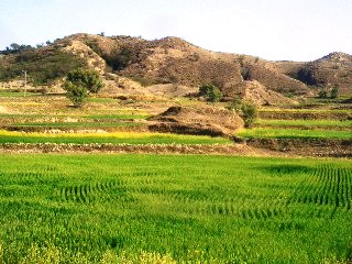 Crops near Ugali