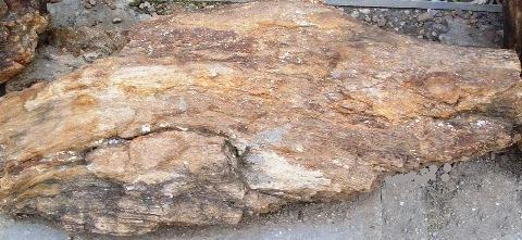 Tree fossils.