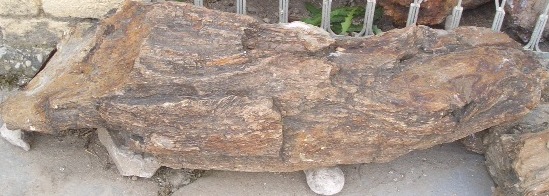 Tree Fossils.