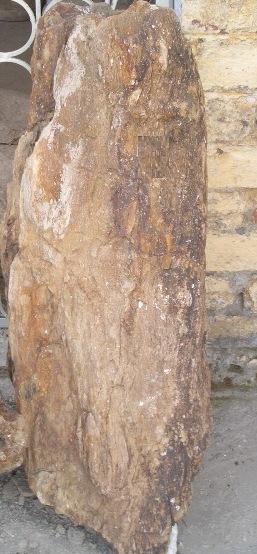 Tree fossils.