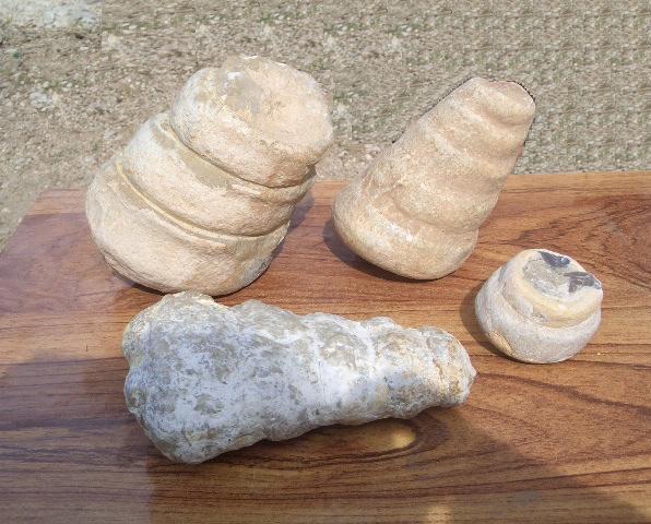 Sea shell fossils, found in Soon Valley.