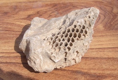 Honey comb fossils.