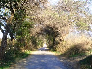 Sodhi Jai wali Road