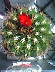 Cactus