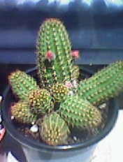 Cactus