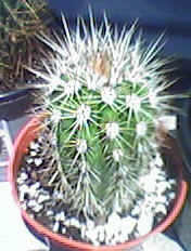Cactus