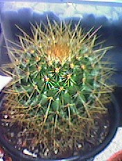 Cactus