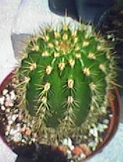 Cactus