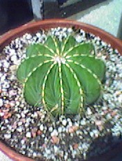 Cactus